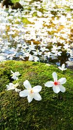 Close-up of flowers floating on water