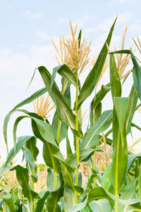 Corn field in clear day, corn tree with blue cloudy sky