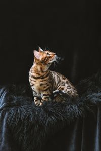 Close-up of cat lying on bed at home