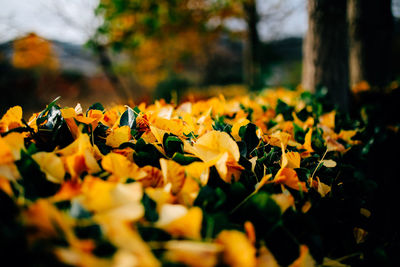 Close-up of yellow flowers blooming outdoors