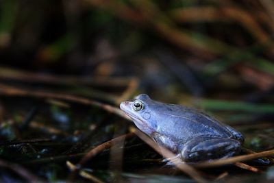 Close-up of frog on land