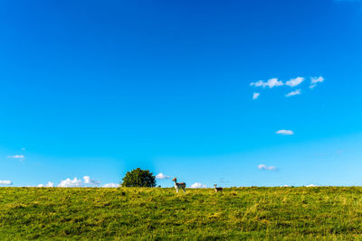 Scenic view of field against blue sky