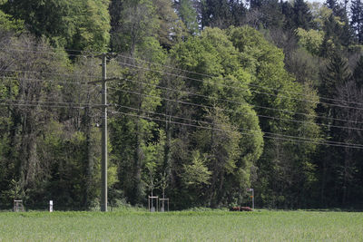 Trees in park