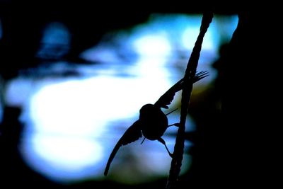 Close-up of silhouette insect