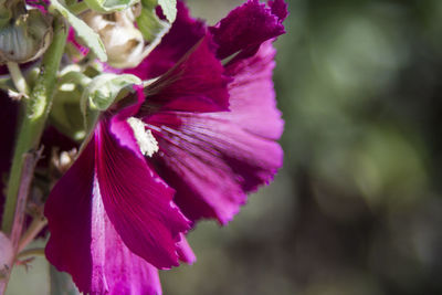 Close-up of purple flower