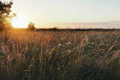 Scenic view of grassy field against sky at sunset