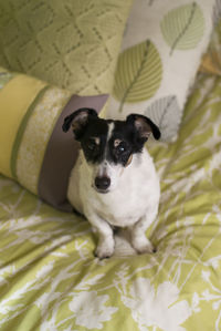 High angle view of puppy sitting on bed at home