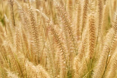 Close-up of wheat growing on field