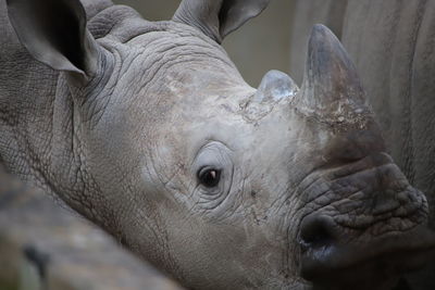 Close-up portrait of elephant in zoo