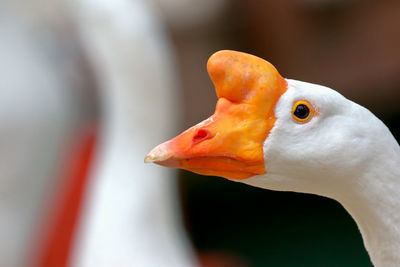 Close-up of chinese goose