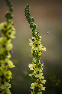 Close-up of insect pollinating on flower