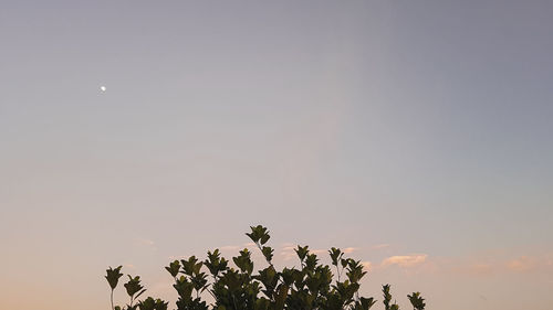 Low angle view of tree against sky at sunset