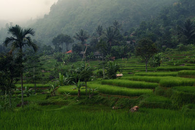 Scenic view of agricultural field