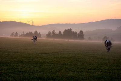 Sunset with cows