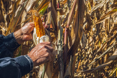 Man's hands picking corn on field in harvesting autumn season