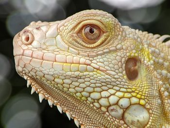 Close-up of lizard