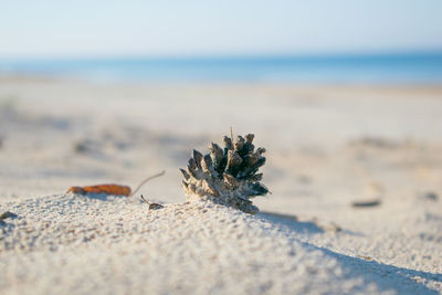 Close-up of leaf on beach against sky