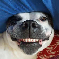 Close-up portrait of dog