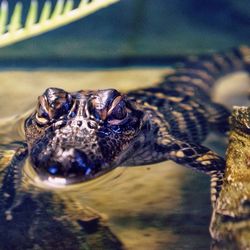 Close-up of turtle in water