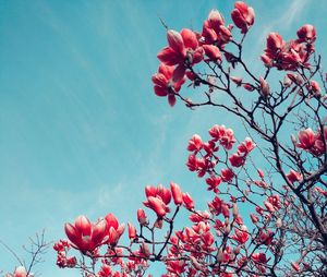 Low angle view of pink flowers blooming against sky