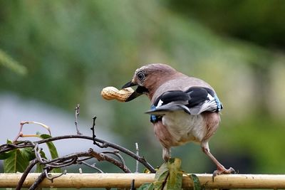 Rear view of bird carrying peanut while perching on stick