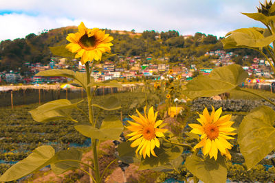 Close-up of sunflowers in farm
