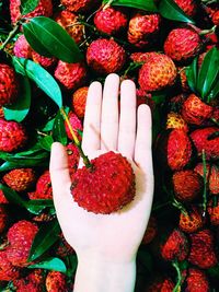 High angle view of hand holding strawberries