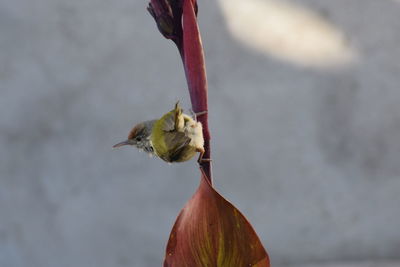Close-up of bird on red flower