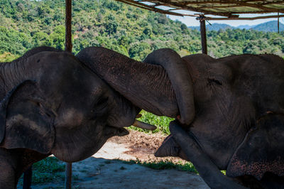 Close-up of elephants kissing each other