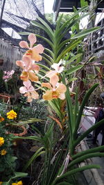 Close-up of flowers blooming outdoors