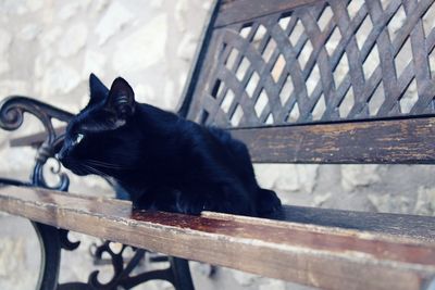 Portrait of black dog on railing