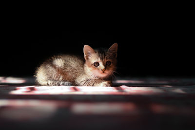 Portrait of kitten on black background