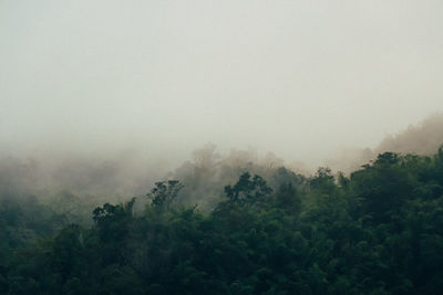 Trees in forest against sky