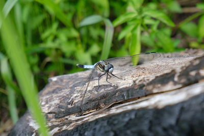 Close-up of dragonfly on piece of wood