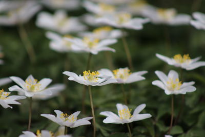 Close-up of white flowers