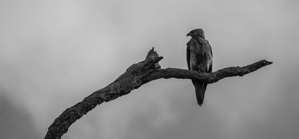 Low angle view of bird perching on branch against sky