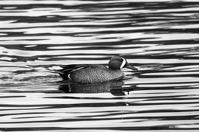 View of duck swimming on lake