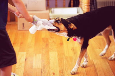 Midsection of person playing with dog using stuffed toy at home