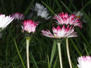 Close-up of pink flowering plants