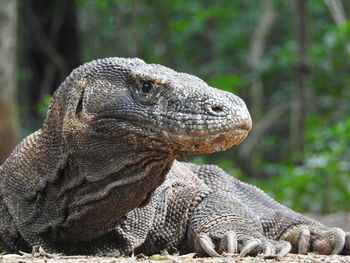 Close-up of a lizard