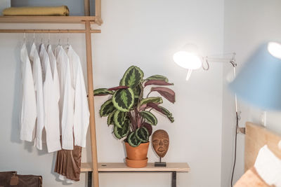 Potted plant on table at home