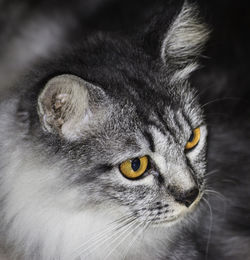 Close-up portrait of cat