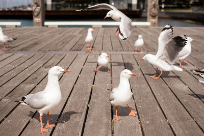 Seagulls perching on pier