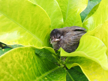 Close-up of green leaves