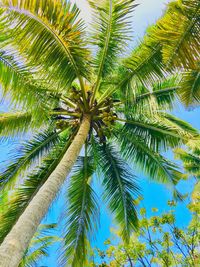 Low angle view of coconut palm tree against sky
