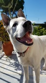 Close-up of dog against sky