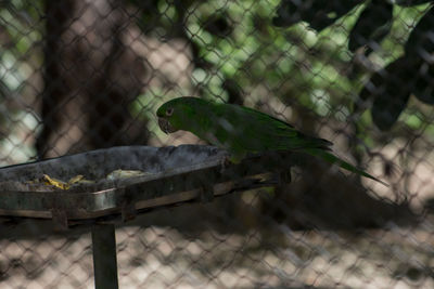 Close-up of bird perching on wood