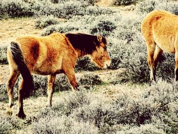 Horse standing outdoors