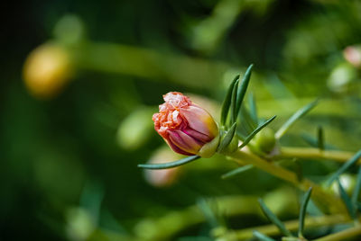 Close-up of flower on plant