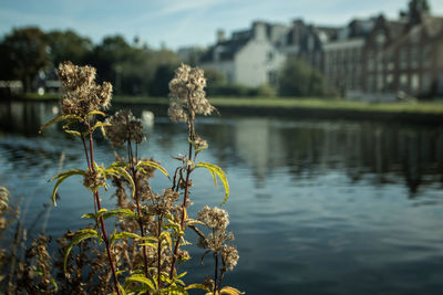 Close-up of wilted plant by lake